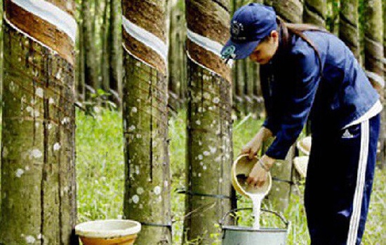 Xuất khẩu cao su tháng 2/2019 giảm mạnh 